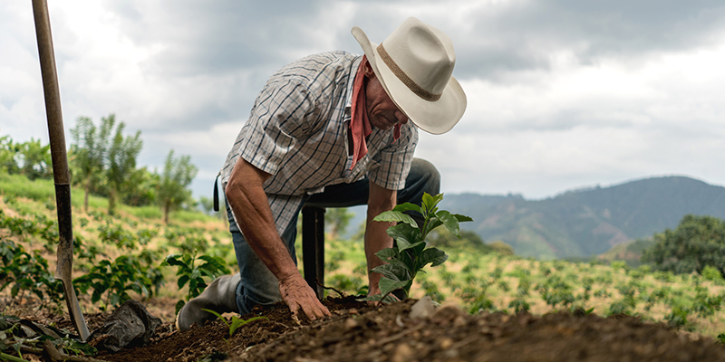 Sowing Sowing